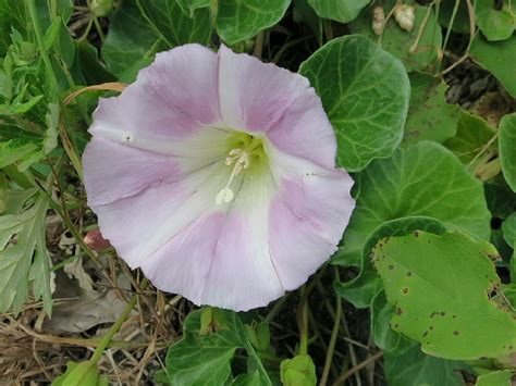 ハマヒルガオ に対する画像結果