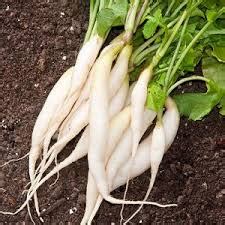 Horticulture :: Vegetables:: Radish