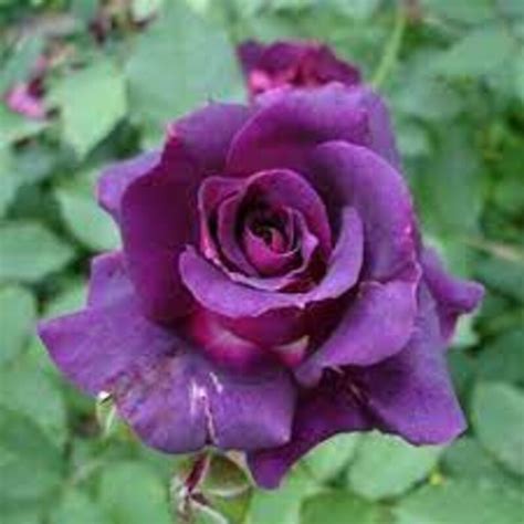 Image result for Flower Digram Using Turtle Python