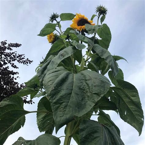 Buy Giant Sunflower Seeds Online in India - Mountain Top Seed bank