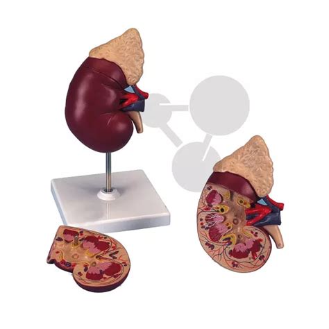 Rein avec glande surrénale en 2 parties | SVT | CONATEX