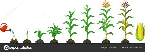 Image result for Normalising Process