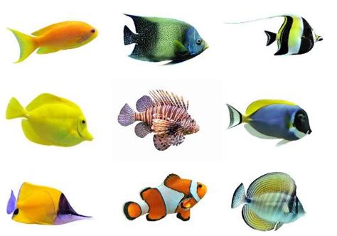 热带鱼种类繁多，哪种最漂亮呢？来了解一下这几种_色彩