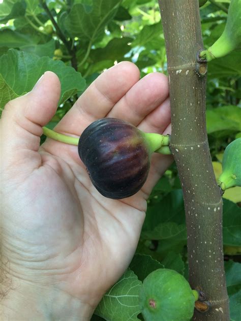 Black Madeira — french fig farm