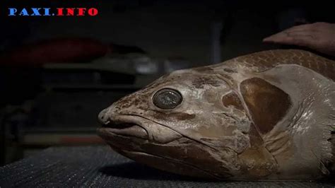 Image result for Extinct Fish