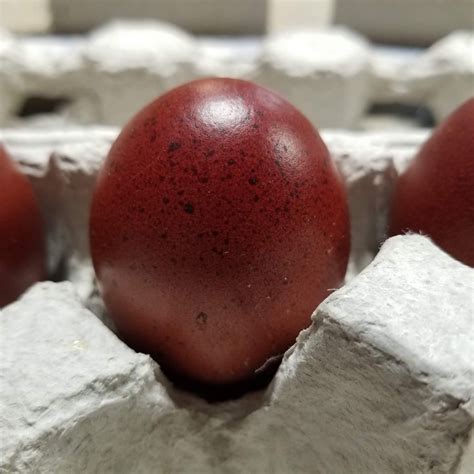 French Black Copper Marans – The Pasture Farms