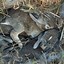 Image result for Wild Baby Rabbits Nest