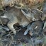 Image result for Cottontail Rabbit Nest