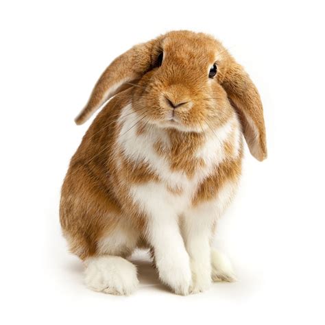 A Guide to Lop-Eared Rabbits and Care