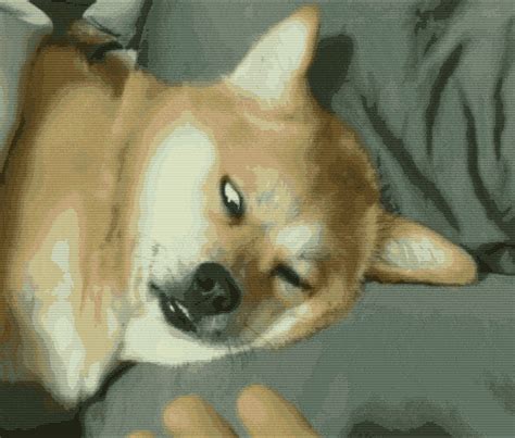 Funny animal gifs - part 195 (10 gifs) | Amazing Creatures