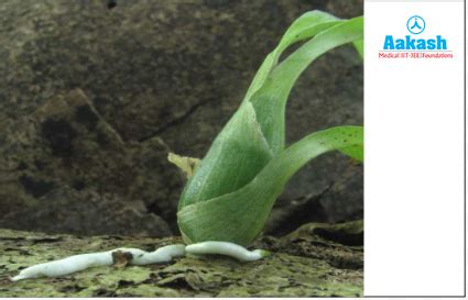 Root: Definition, Explanation, Characteristic features & Types | AESL