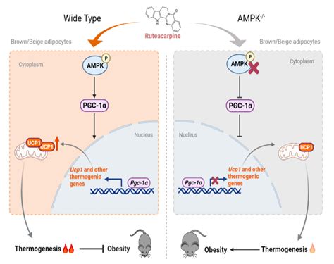 Rutaecarpine Promotes Adipose Thermogenesis and Protects against HFD ...