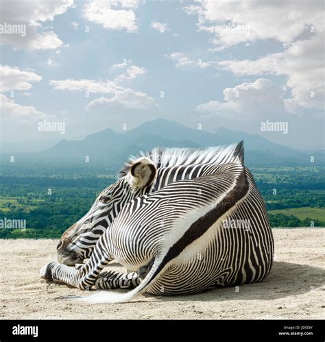 Grevys zebras is most endangered of species of zebra Stock Photo - Alamy