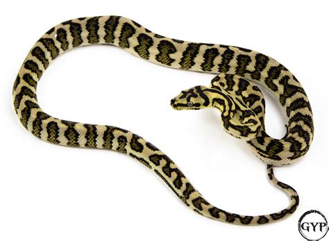 Image result for Jaguar Carpet Python