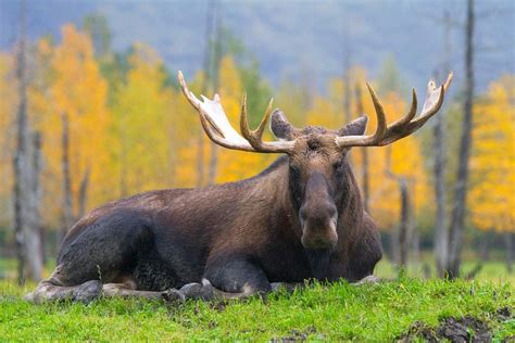 Moose | ALASKA.ORG