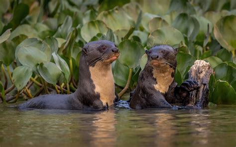 Giant River Otters