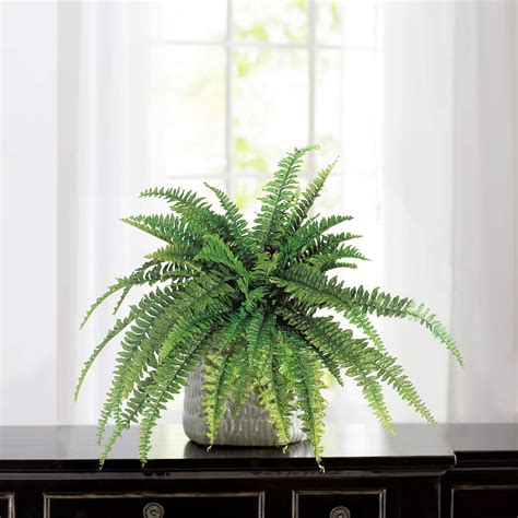 Fern House Plants