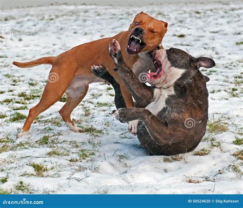 Pitbull Play Fighting With Olde English Bulldog Royalty-Free Stock ...