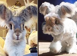 Image result for The Cutest Bunny Ever
