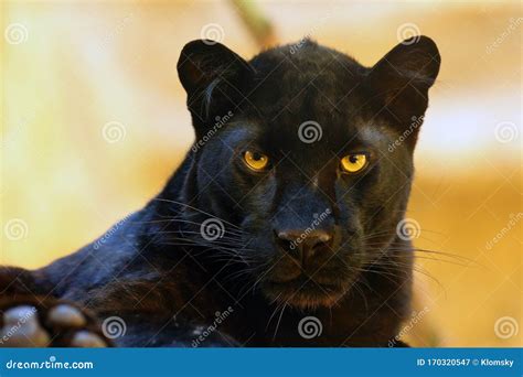 The Leopard Panthera Pardus Portrait. Melanistic Leopards are Also ...