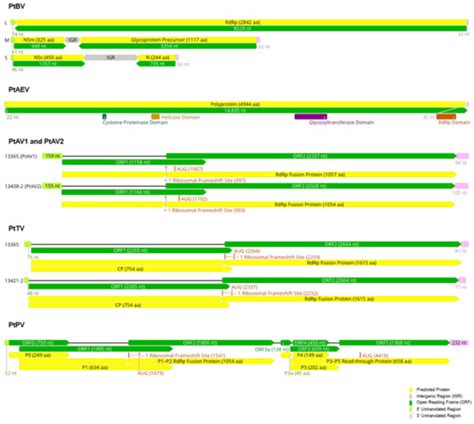 Viruses Infecting Greenhood Orchids (Pterostylidinae) in Eastern Australia