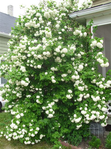 How to grow a snowball bush viburnum with care and planting tips – Artofit