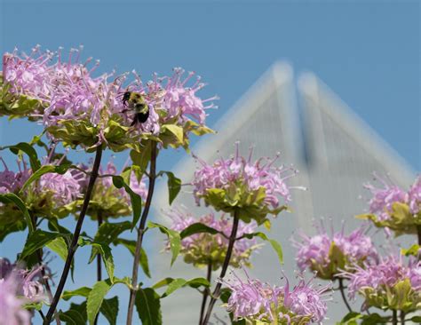 Chicago Pollinator Safari @ Horner Park (July), Horner Park, Chicago ...