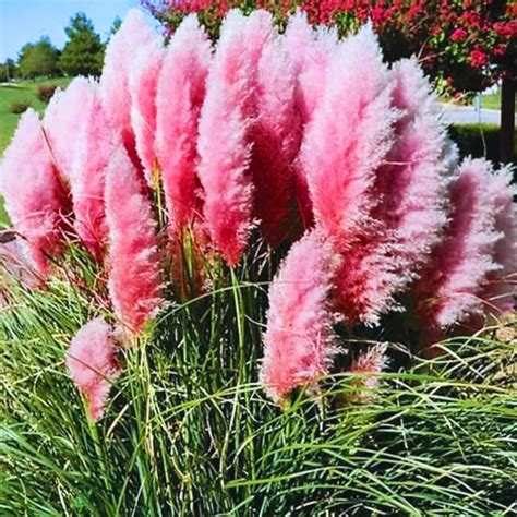 Amazon.com : Pack 3 Pink Pampas Grass Plants Live Clumps, 5-9 Inch Tall ...