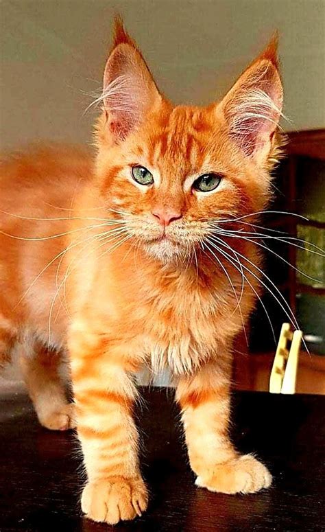 Are orange tabby cats rare - centurypolk