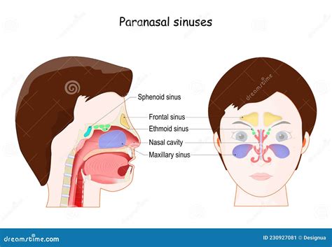 Paranasal Sinuses Location And Nasal Cavity Structure Anatomy Outline Diagram Vector ...
