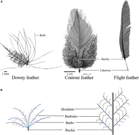Properties Of A Feather at Billy Mcmanus blog