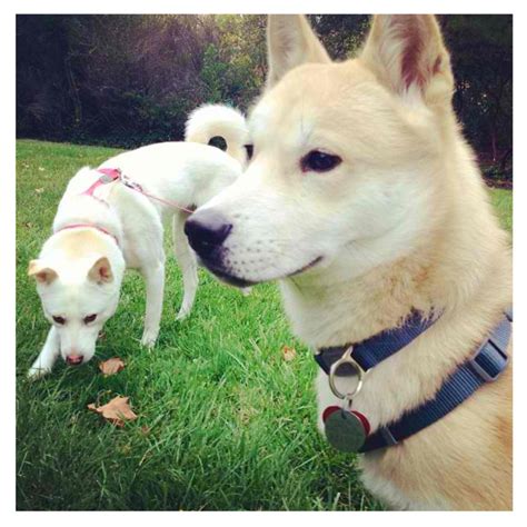 Pin by Cynthia Cross on Puppy Love! | Beautiful dogs, Jindo dog, Animals