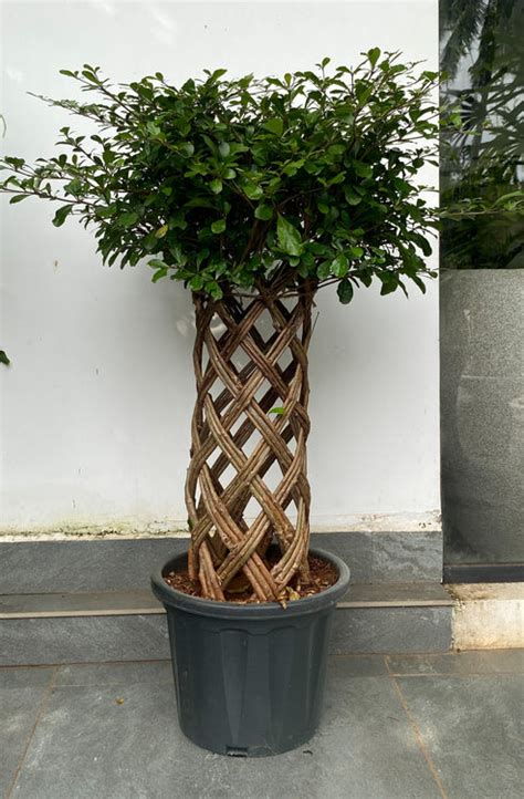 Ficus Benjamina 'Netted' 4 ft Plant: Buy Plant Online In India – Growcerys