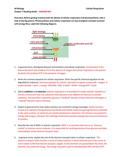 AP Biology Cellular Respiration Chapter 7 Reading Guide | Exams Biology ...
