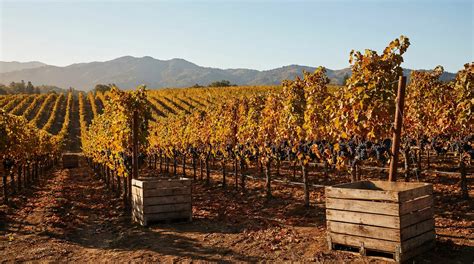 Napa Valley Weather by Month: When to Visit Wine Country - SFBayWeather