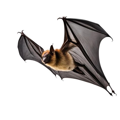 Images de Chauve souris png – Téléchargement gratuit sur Freepik