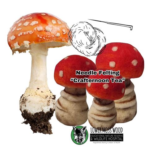Woodland Walk then Needle Felting Fungi Class ?, School Lane, Knutsford ...