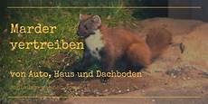 marder auto vertreiben marder vertreiben marderschreck schlauer wohnen marder auto vertreiben marder vertreiben marderschreck schlauer wohnen
