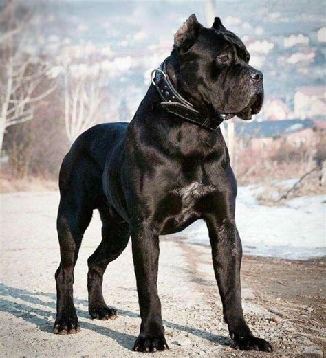 Pitbull attack on boy sparks outcry: PETA urges Maharashtra to ban sale ...