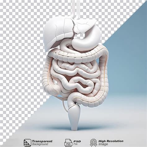 Image result for Digestive System No Background