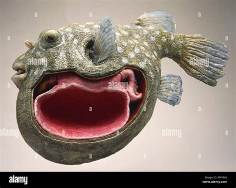 Puffer Fish Anatomy at Isaac Soundy blog