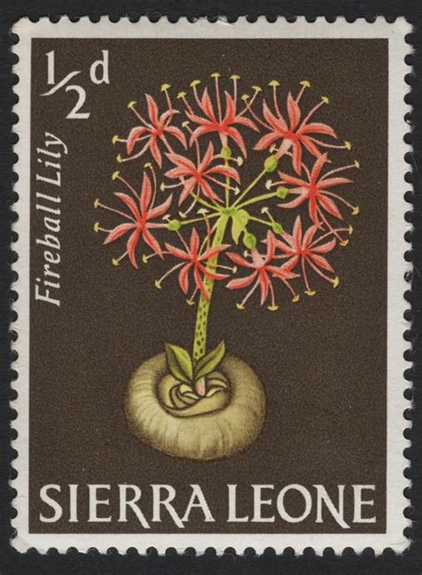 SCG6095 - Sierra Leone ½d Fireball Lily Stamp – Stamp and Cover Galaxy