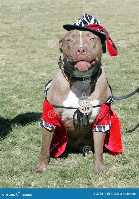 Pitbull Dog Costumes