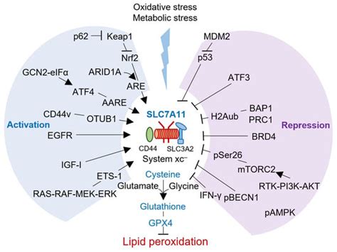 SLC7A11 as a Gateway of Metabolic Perturbation and Ferroptosis ...