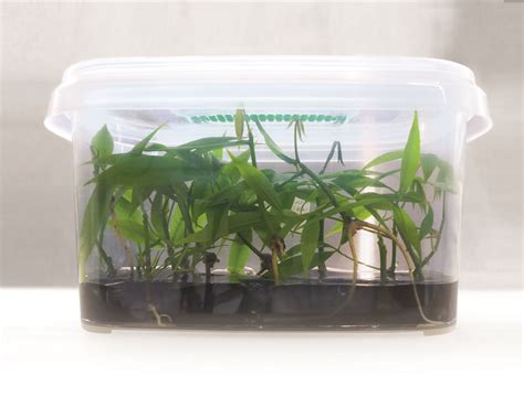 Image result for Microbox Program