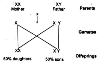 A couple has 6 children, 5 are girls and 1 is boy. The percentage of ...