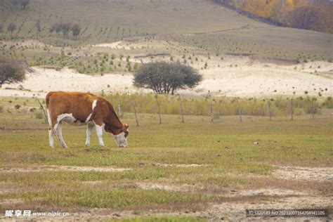 草原牛 的图像结果