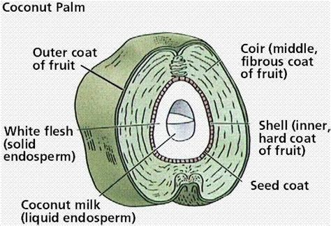 Draw a well labelled diagram of a longitudinal section of coconut fruit ...