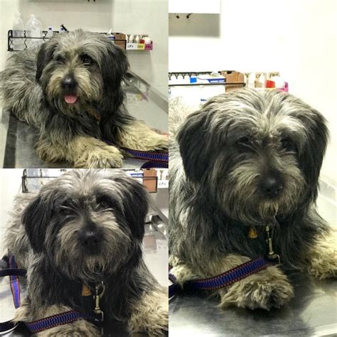 JB Foundation | A Cause for Paws