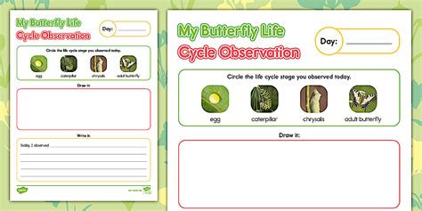 Early Childhood My Butterfly Life Cycle Observation Worksheet